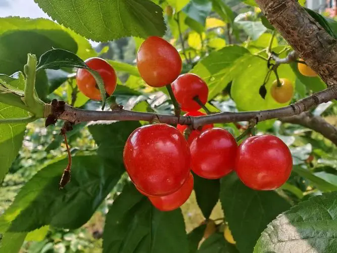 櫻桃成熟期落果怎麼辦？櫻桃怎麼防止落果?