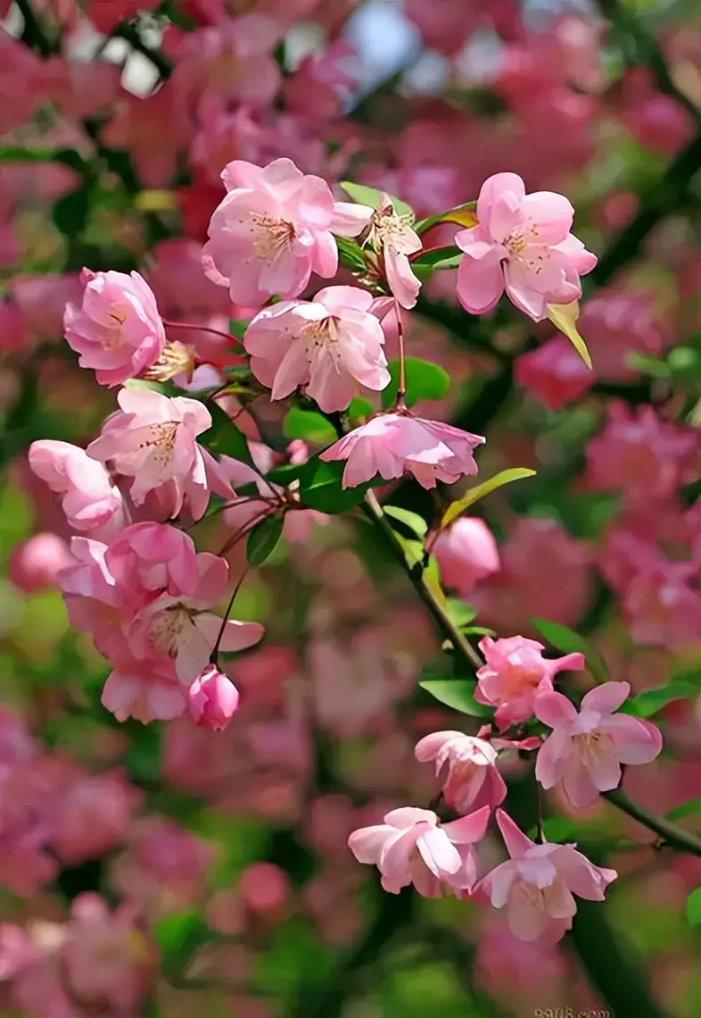 海棠花掉花苞是什麼原因？怎麼預防海棠花掉花苞？