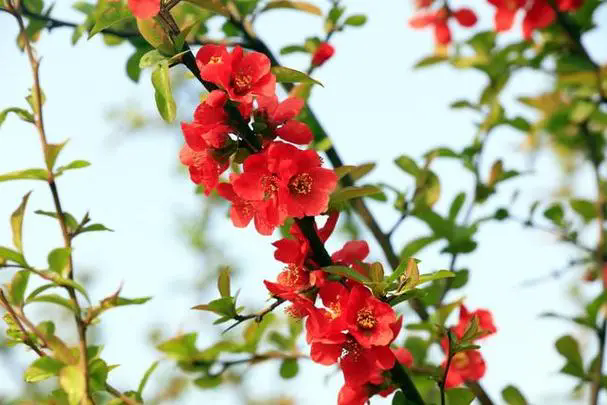 海棠花掉花苞是什麼原因？怎麼預防海棠花掉花苞？