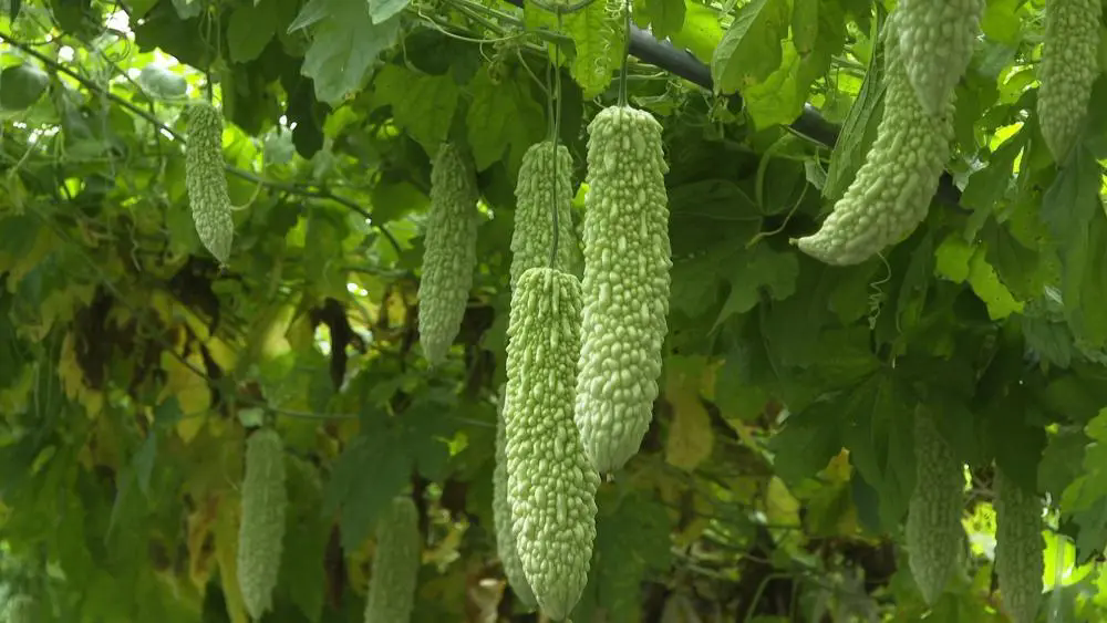 苦瓜種植技巧之苦瓜種子如何有效發芽?