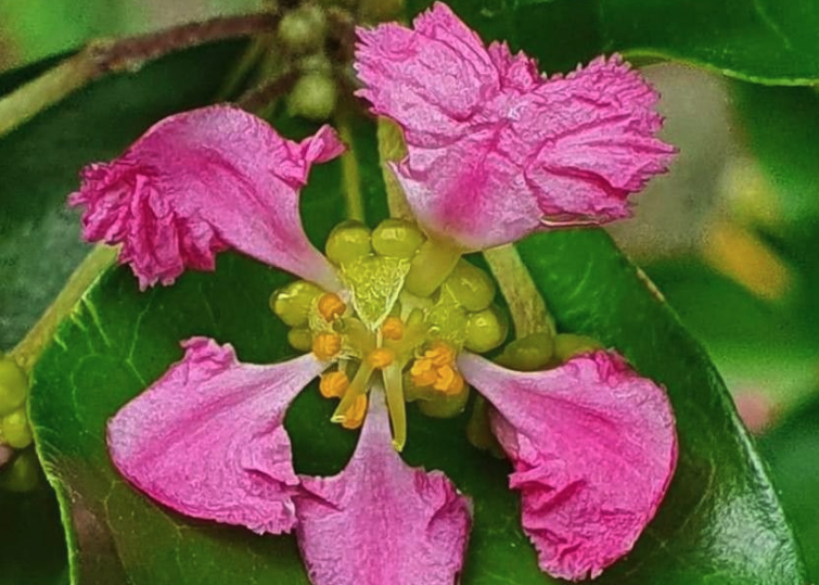 光葉黃褥花開花的時機花期？