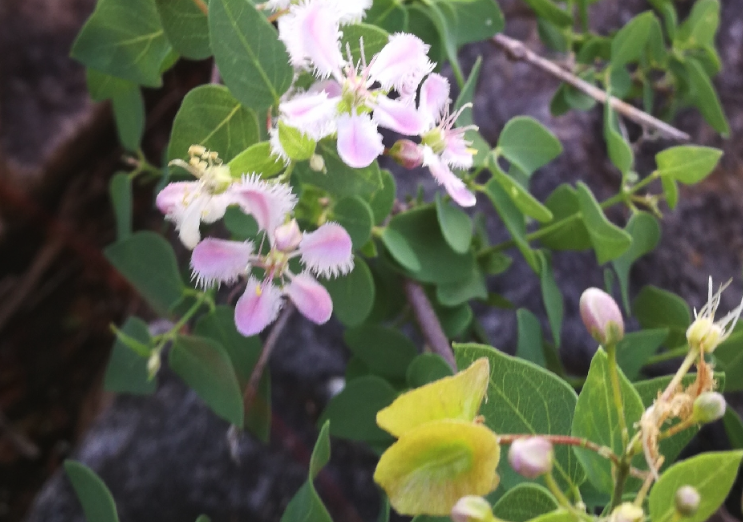 光葉黃褥花的耐熱性怎麼樣？