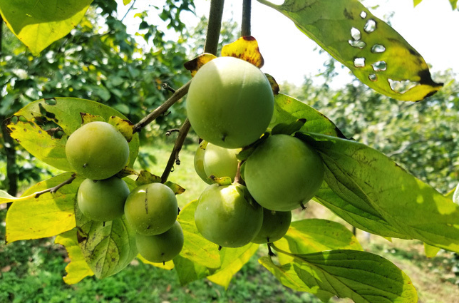 富有柿需要進行疏果處理嗎?