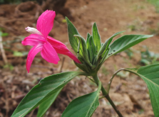 <strong>紅鍾鈴的花朵形態特點？</strong>