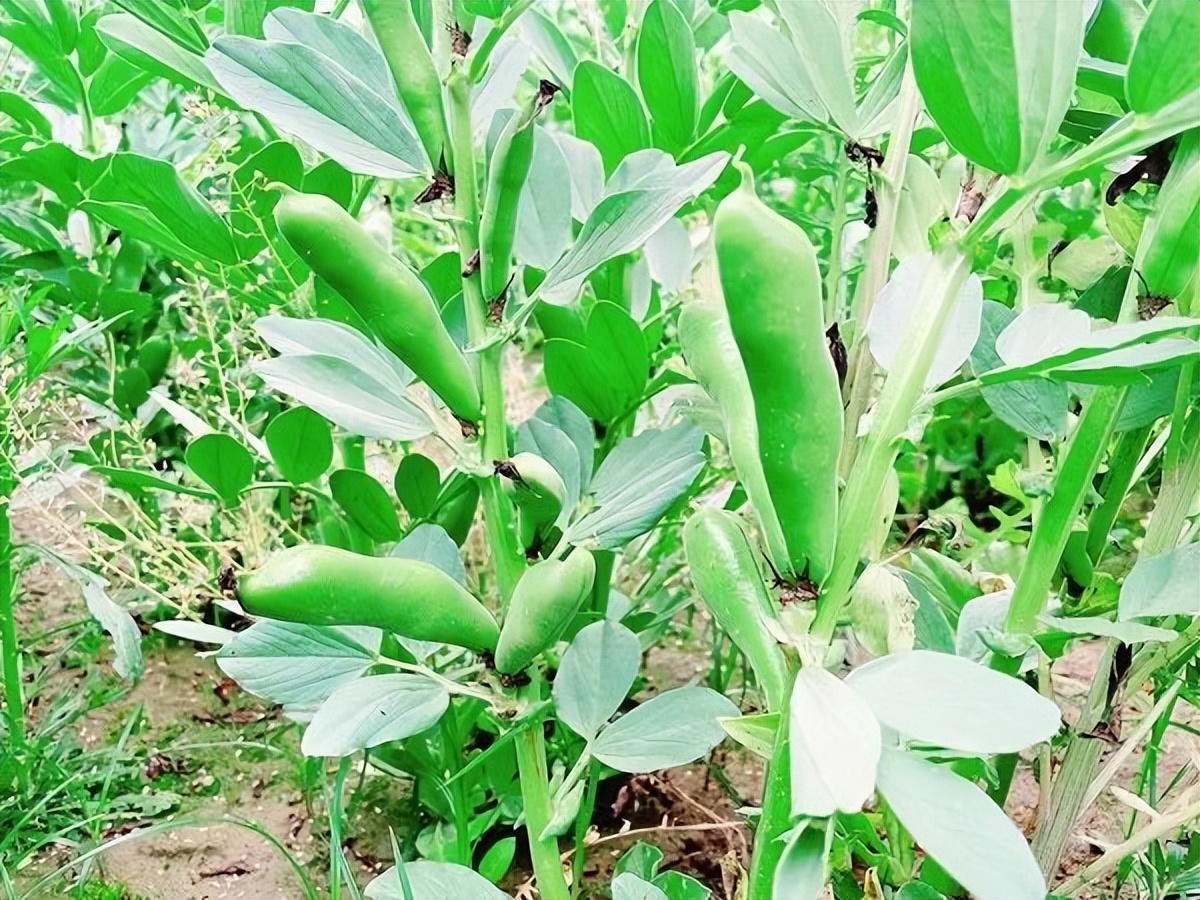 蠶豆怎麼種？蠶豆種植技術要點分享