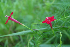 <strong>橙紅蔦蘿冬天怎麼進行維護?</strong>