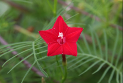 <strong>橙紅蔦蘿有什麼藥用價值?</strong>