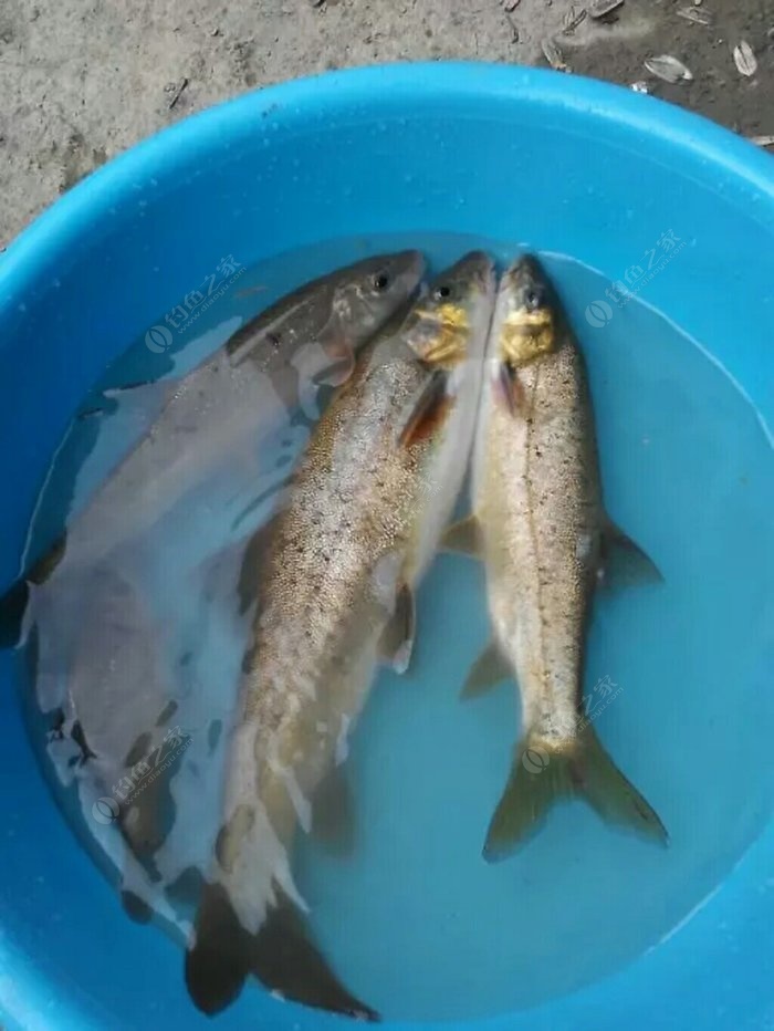 釣魚有什麼技巧？什麼魚餌大魚喜歡吃