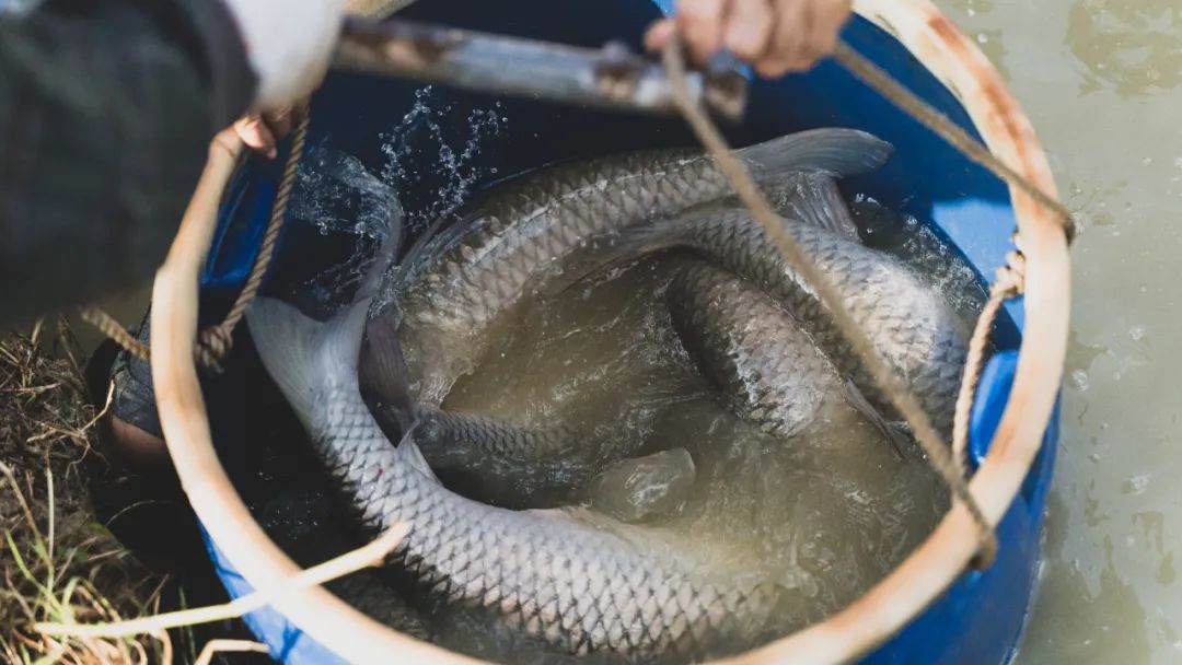 釣魚有什麼技巧？什麼魚餌大魚喜歡吃