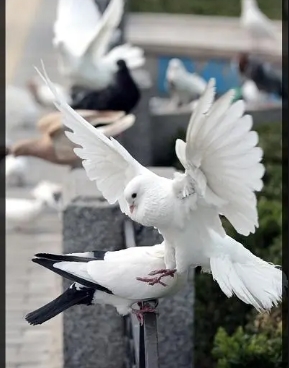 鴿子認人嗎？養鴿子怎麼養？隻養一隻會不會死掉？