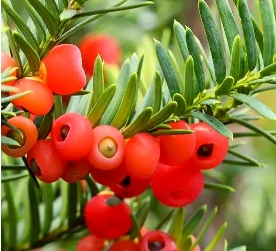 康乃馨茉莉花水仙花銅錢草紅豆杉仙人掌風信子常春藤繡球花羅漢鬆花語大全小