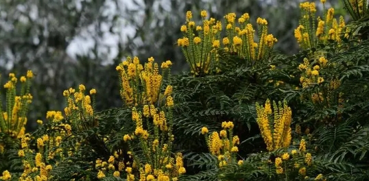 小眾花卉福祿考半枝蓮茶梅勿忘我十大功勞藍雪花紫花地丁藍花楹花煙草等數十