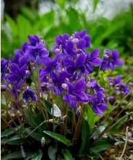 小眾花卉福祿考半枝蓮茶梅勿忘我十大功勞藍雪花紫花地丁藍花楹花煙草等數十