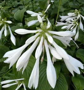 陽台種花海放在欄杆上玉簪花可以嗎？怎麼種？