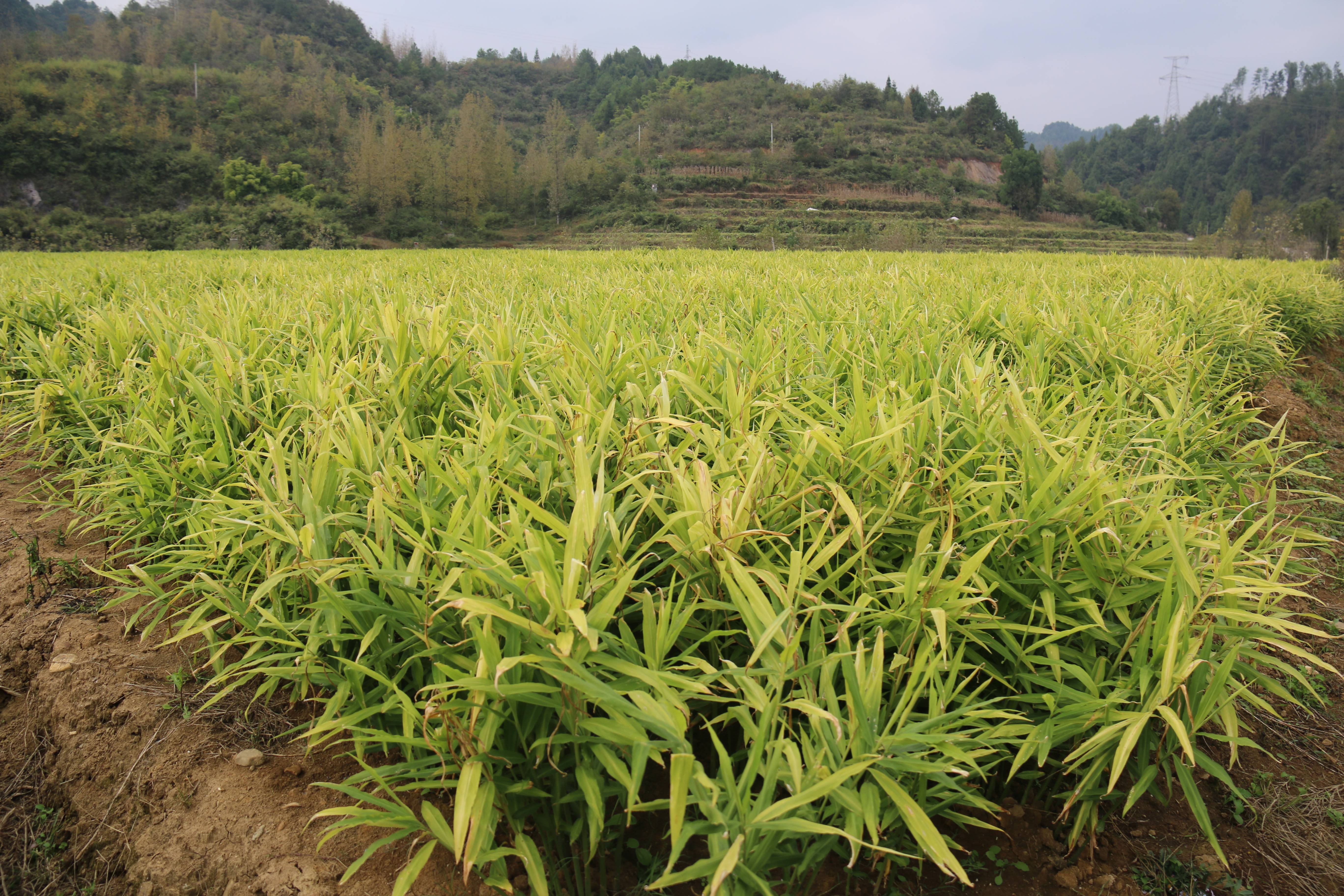 生薑種植知識-生薑增產技術措施有哪些？