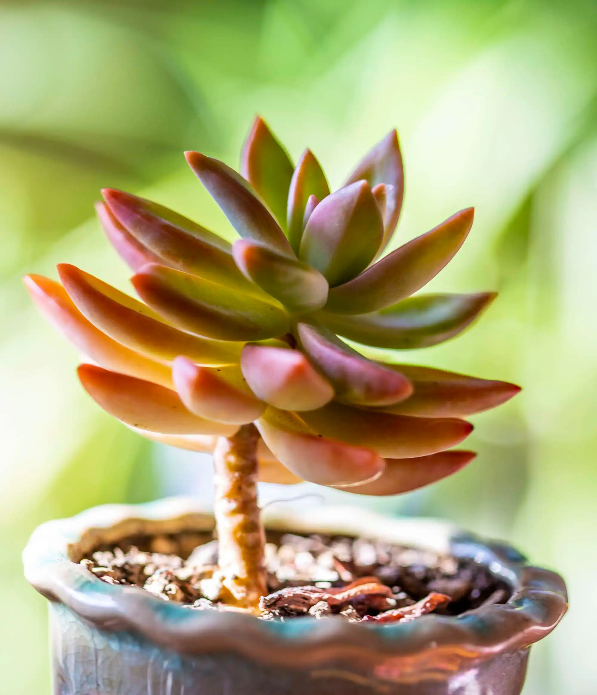 夏季多肉植物怎麼澆水長的好？