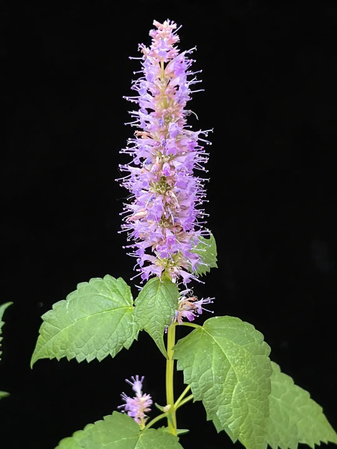 藿香養在臥室有什麼好處？