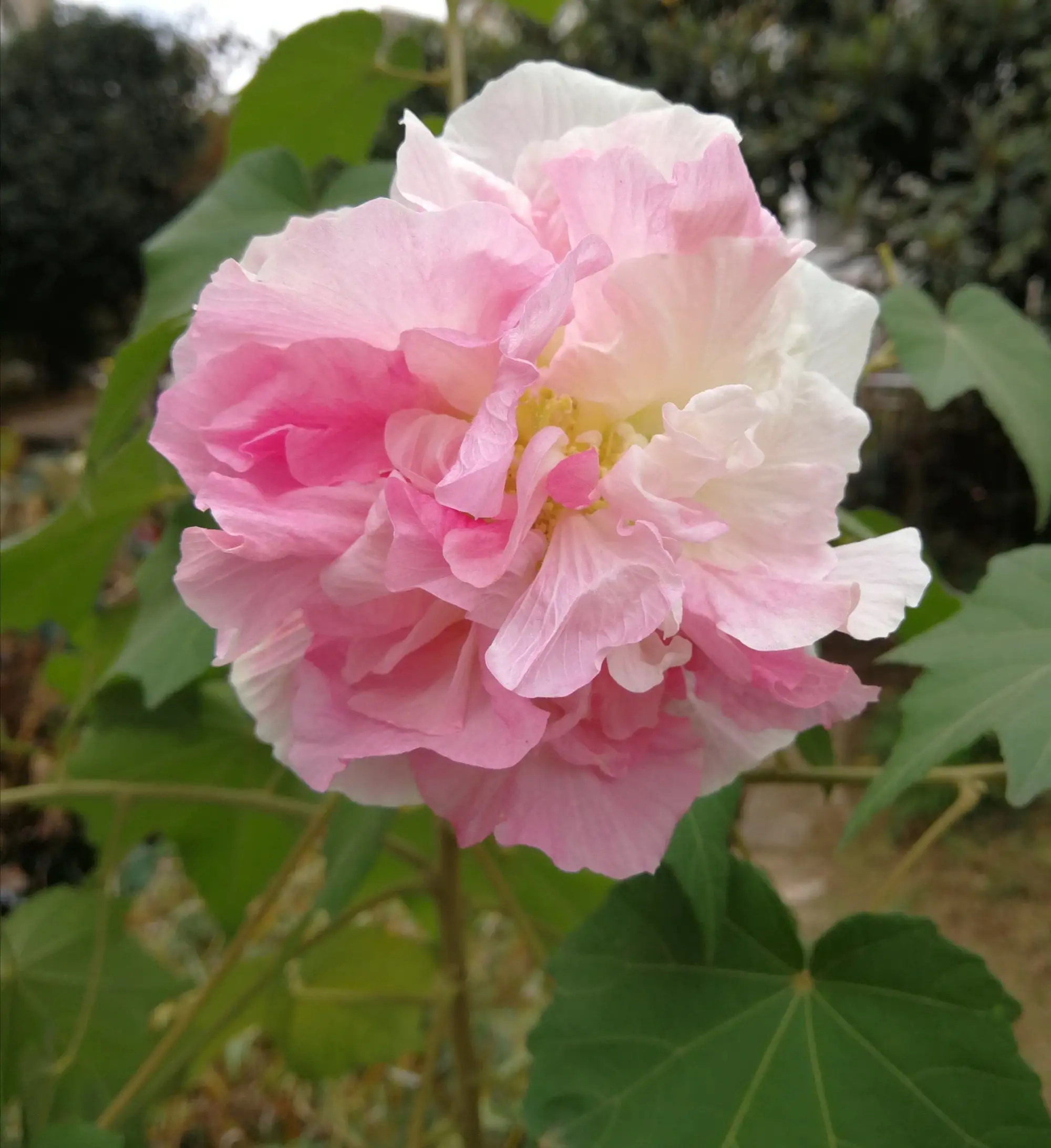 芙蓉和什麼花養在室內看起來美觀