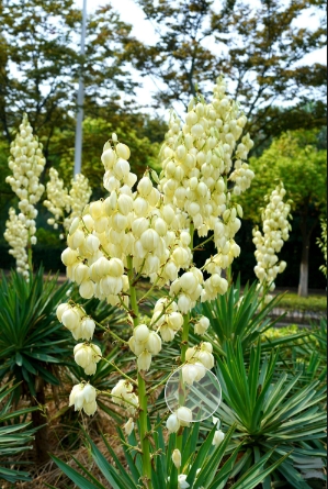 鳳尾蘭和什麼花種一起更好看