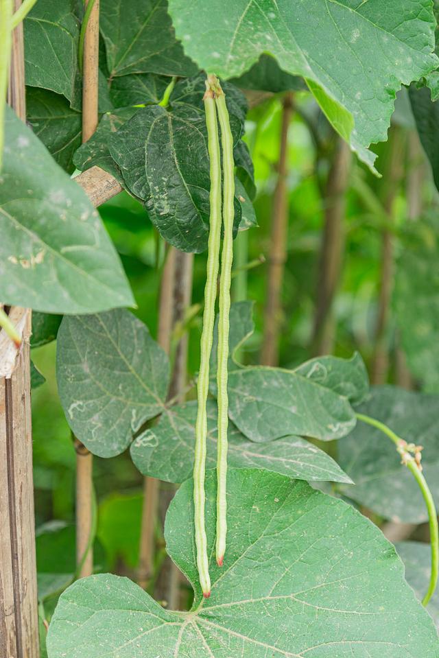 豆角種植產量低的原因是什麼