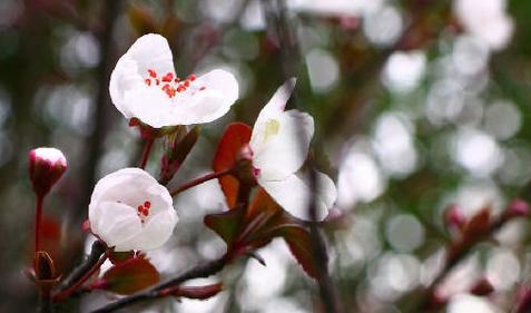 蝶形花科有哪些常見花卉？