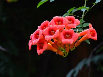 淩霄花的花語、寓意與象征