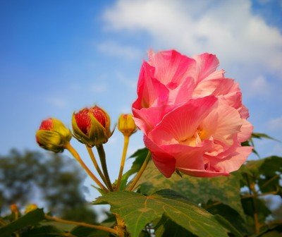 <strong>芙蓉花的花語和寓意和象征意義</strong>