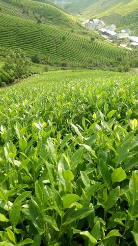 茶葉可以在自己院子裏中嗎？怎麼種？什麼品類比較好