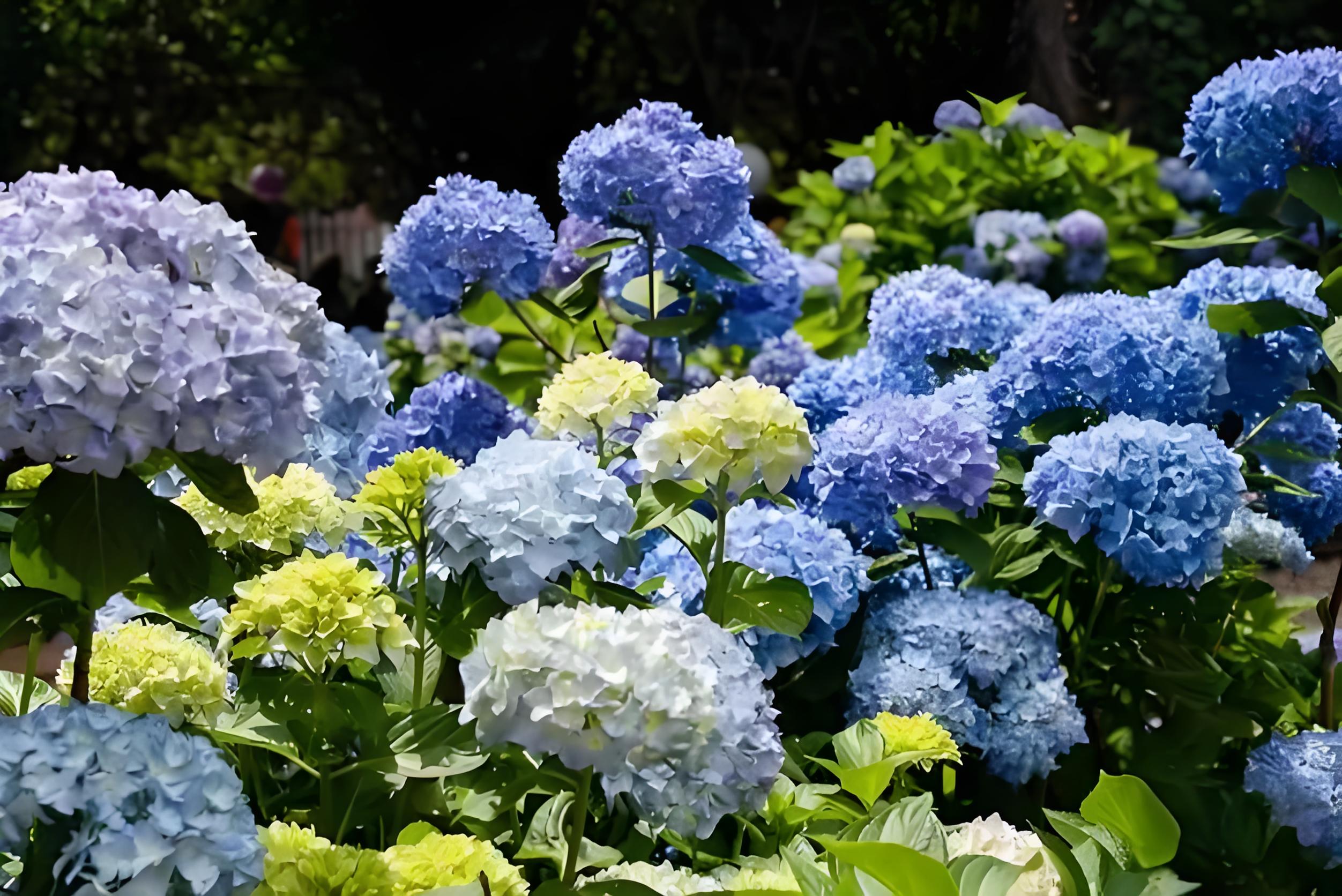 繡球花能不能繞陽台杆子長，怎麼養