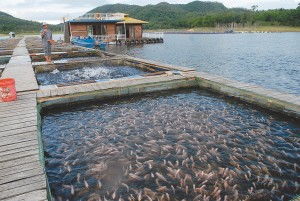 魚塘養魚技巧一畝能養多少魚苗