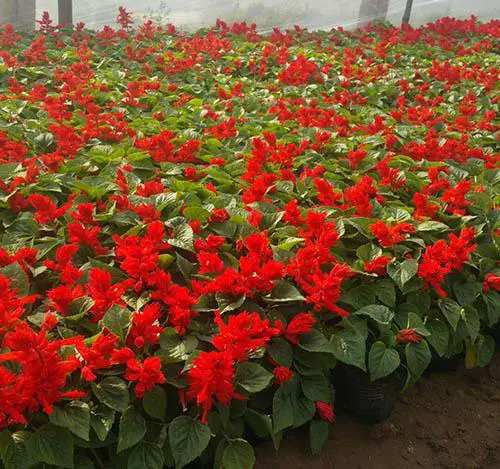 一串紅室內種植方法和養護注意事項