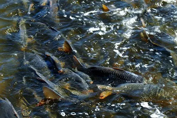 淡水魚養殖技術及養殖飼料配方介紹