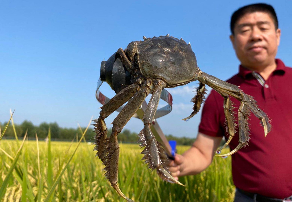 稻田蟹養殖方法和管理技術分享