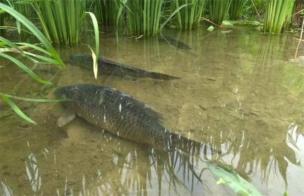 高背鯽魚和黃鱔混養的技術條件和管理事項技巧