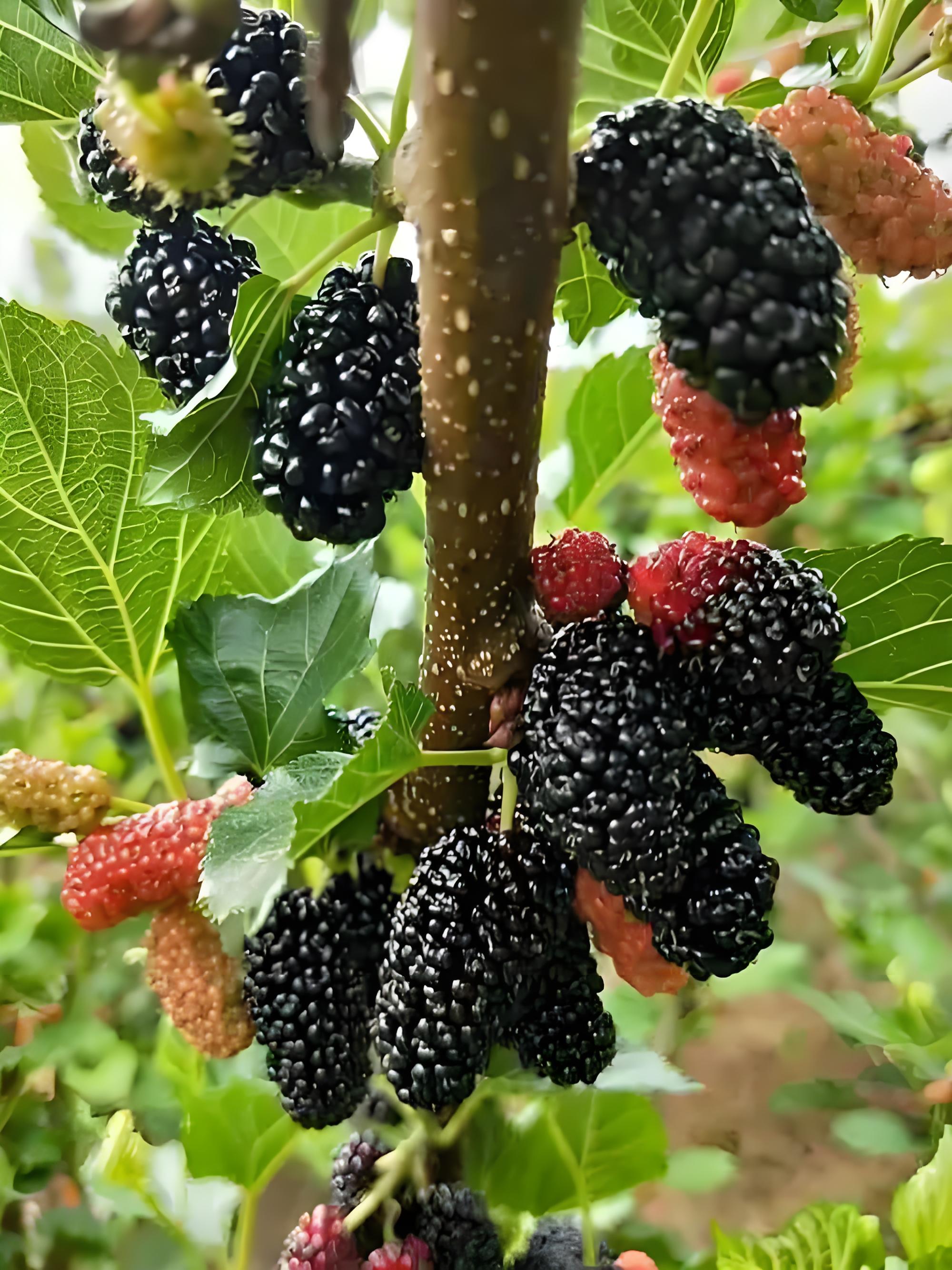 桑果處理技巧桑果怎麼處理才幹淨