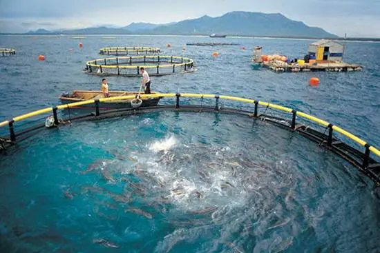 海水魚網箱養殖容量評估與飼養技術方法