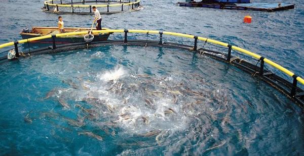 漁業水產養殖降低投料成本的措施和意義