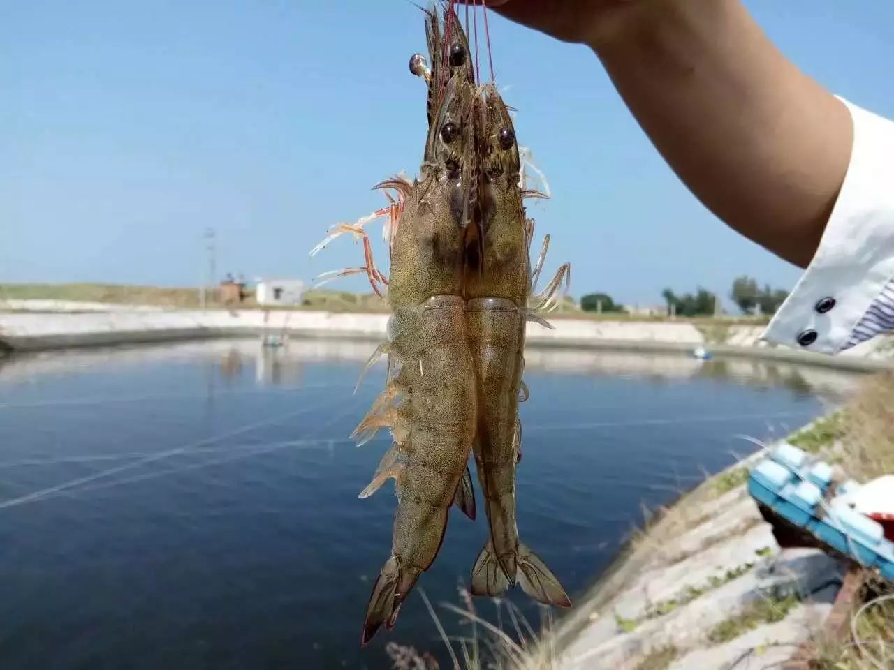 對蝦養殖中乳酸菌的作用和使用技術方法