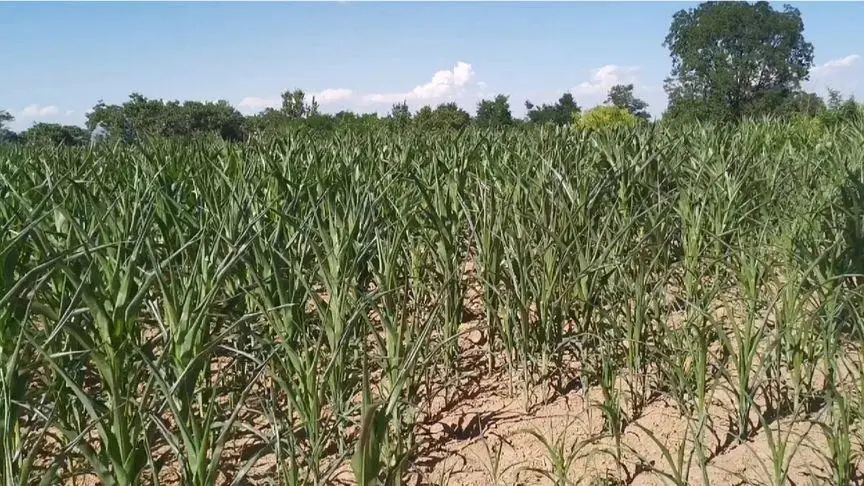 <strong>夏季高溫天氣對玉米種植有什麼危害怎麼預防減少損失</strong>