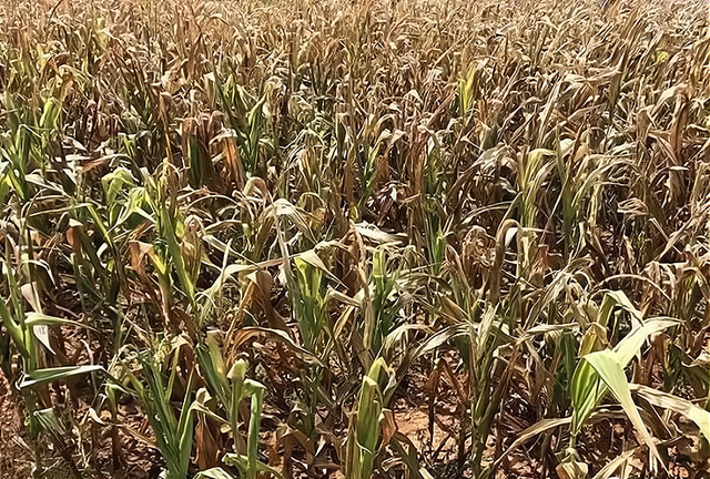 夏季高溫天氣對玉米種植有什麼危害怎麼預防減少損失