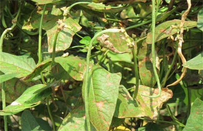 蔬菜種植時頻繁出現幹邊現象什麼原因及預防解決辦法