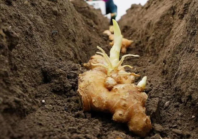 生薑種植技術方法和日常管理注意事項