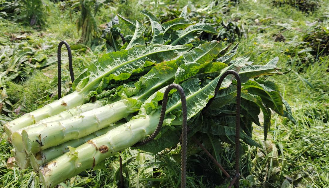 <strong>萵筍種植生態條件及種植管理技術方法</strong>