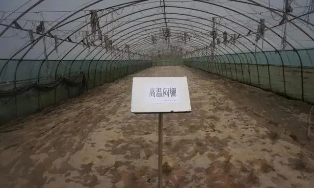 <strong>大棚種植最新高溫悶棚方法技術規範標準</strong>