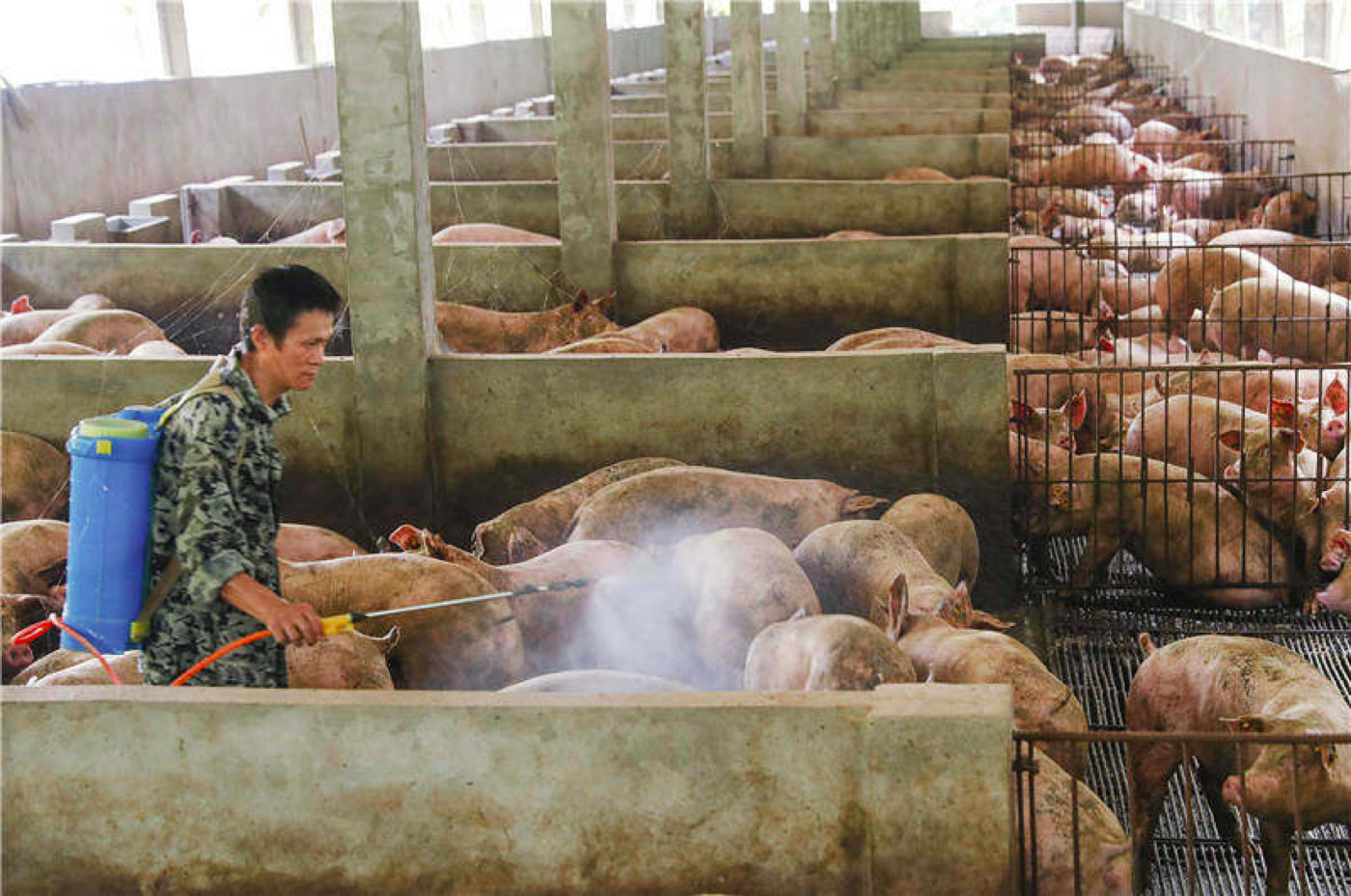 養豬場夏季消毒方法及技術規範標準