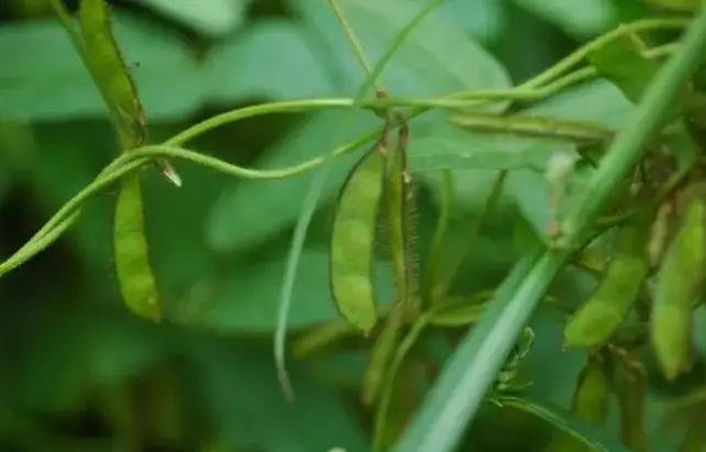 大豆結莢空莢是什麼原因要怎麼預防解決