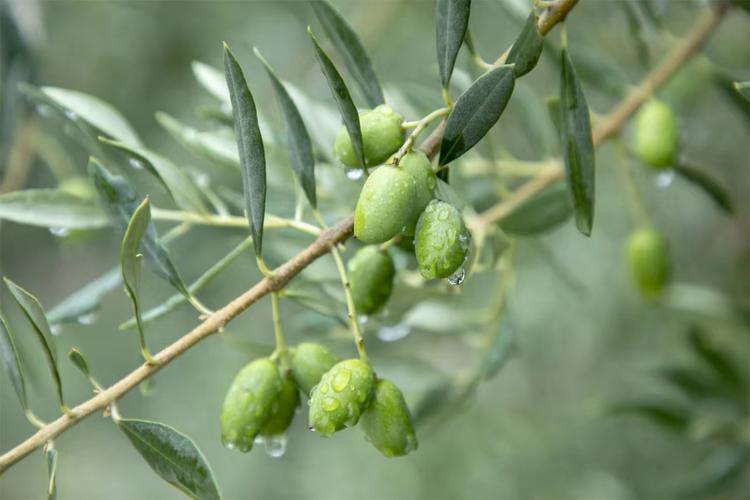 橄欖怎麼種菜長得又油又茂盛