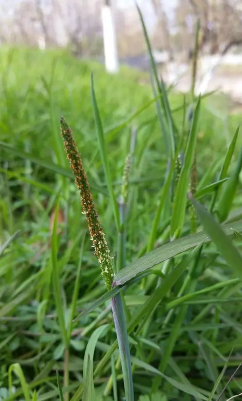 水稻田雜草看麥娘用什麼除草劑效果好