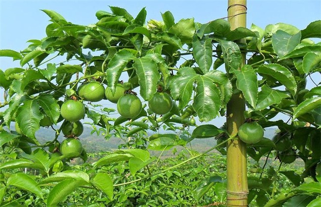 種植百香果換苗周期為什麼是三年