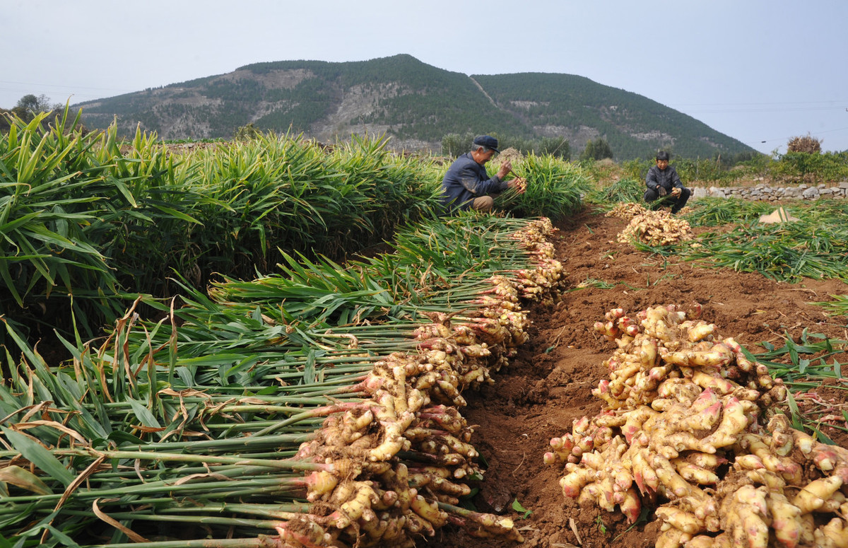 生薑種植一畝地植株顆數標準及高產栽培技術